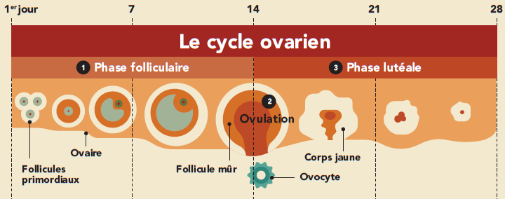 Le cycle ovarien