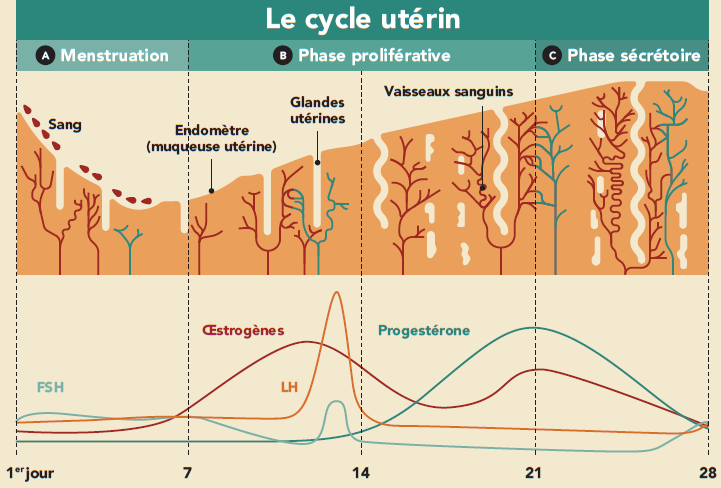 Le cycle utérin