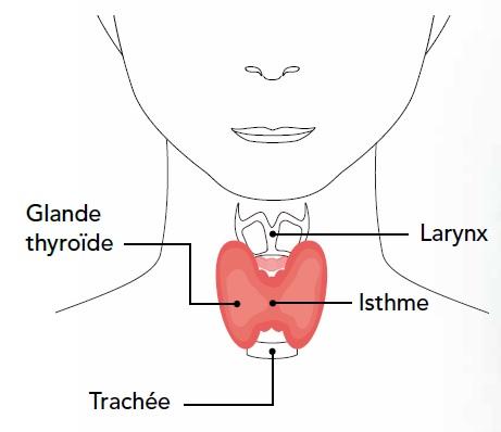 La thyroïde