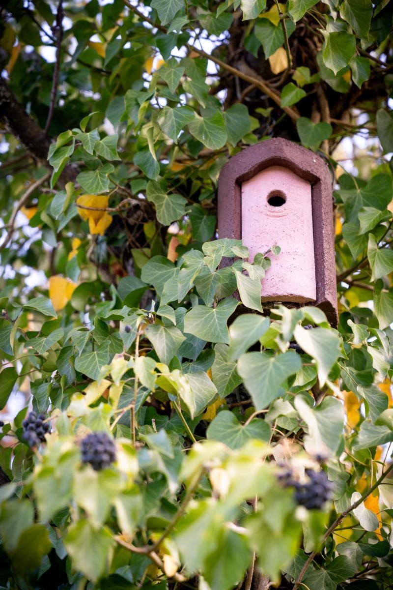 Les arbres, les batraciens et les oiseaux de Belle-Idée