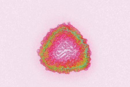 virus