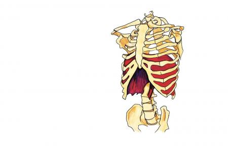 image : diaphragme