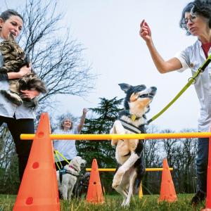 thérapeutes canins