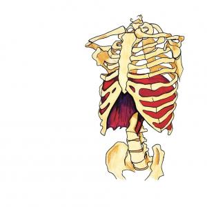 image : diaphragme