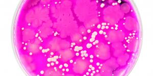 microbiote