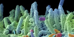 microbiote
