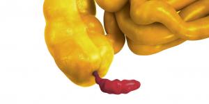 l’appendice